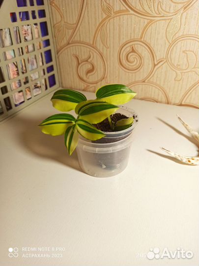 Комнатные растения традесканция, разные сорта