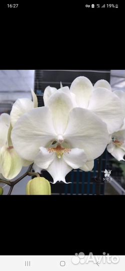 Орхидея Огненный муравей