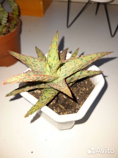 Кактусы и суккуленты