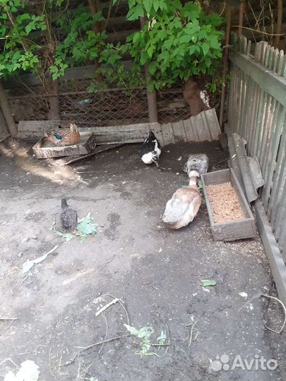 Утки башкирские чубатые