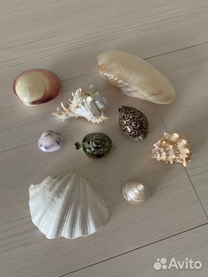 Ракушки морские