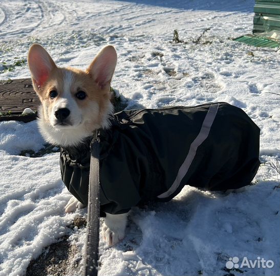 Комбинезон для собаки плащовка