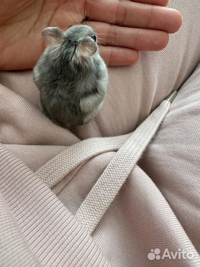 Джунгарский хомяк с клеткой бесплатно