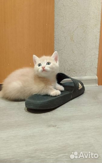 Котятки в добрые руки от домашней кошечки