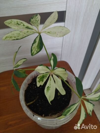 Комнатные цветы шефлера