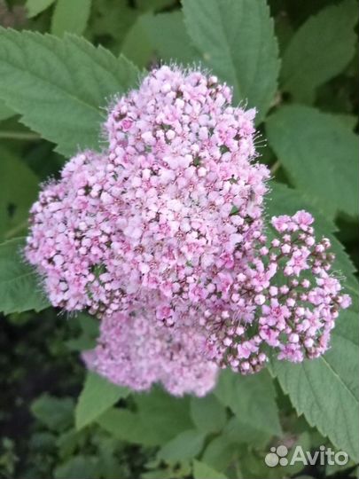 Многолетние садовые цветы