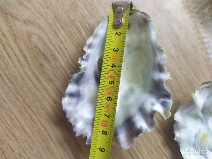 Раковины устриц