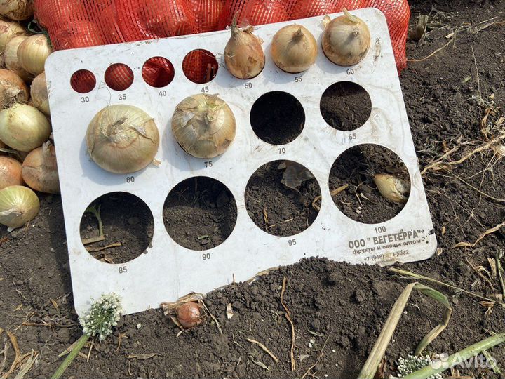 Лук оптом с поля