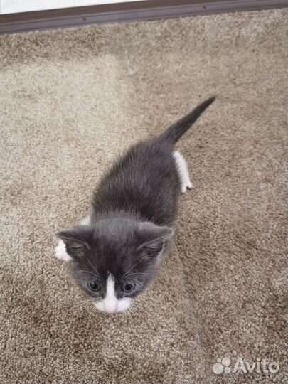 Котята в добрые руки бесплатно