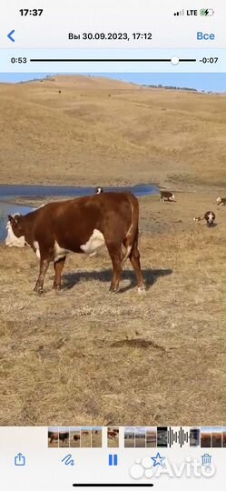 Телки племенные Герефорд