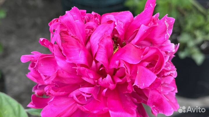 Пионы Нижневартовск