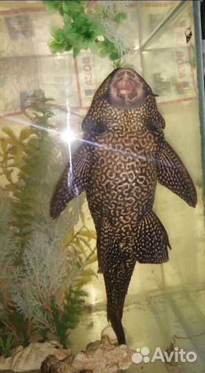 Отдам бесплатно сома