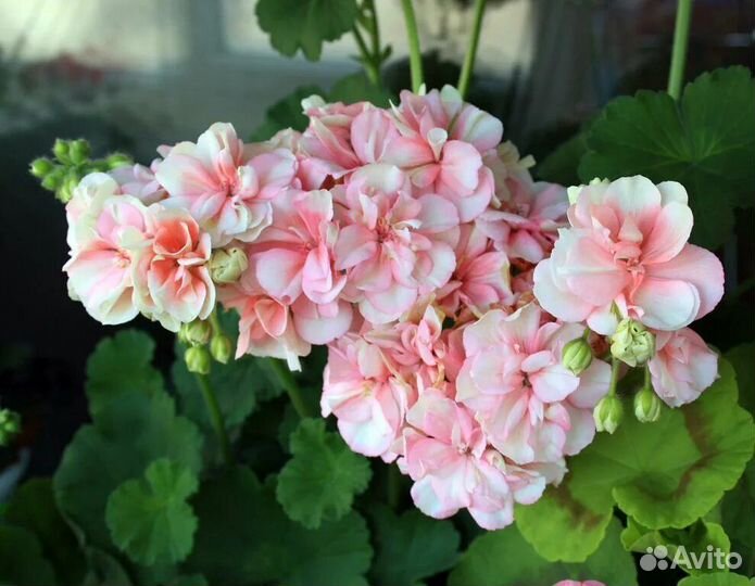 Пеларгония герань Людвигсбургер Флаер