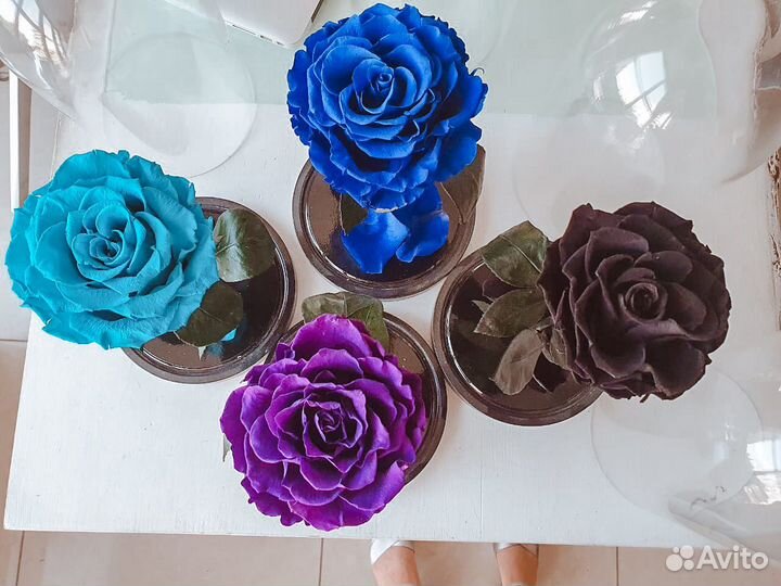 Роза в Колбе