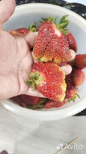 Продам рассаду клубники