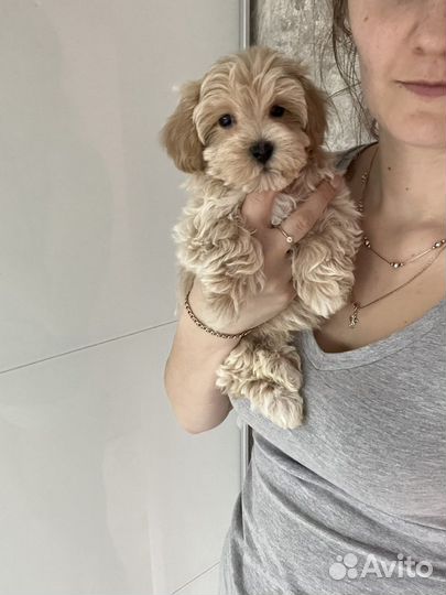 Мальтипу ф1 мальчик медвежонок капучино