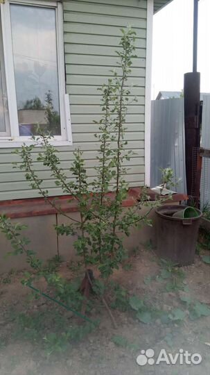 Саженцы яблони,сливы, вишни, крыжовник