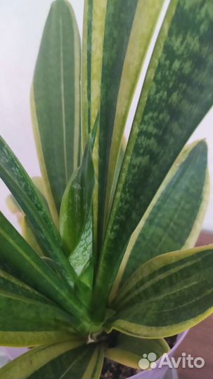 Сансевиерия