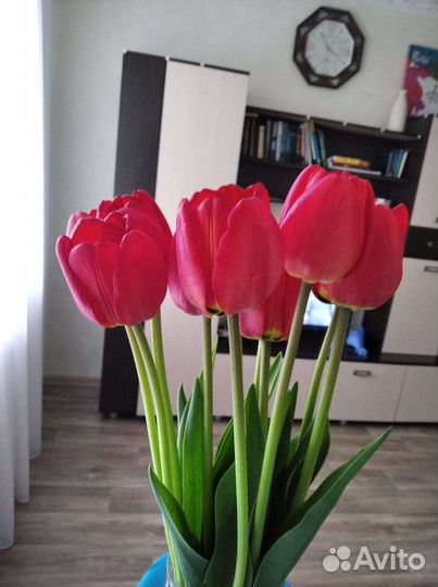 Луковицы тюльпанов