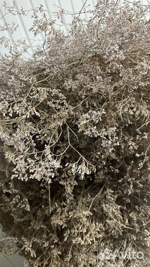 Кермек сухоцвет