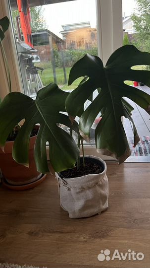 Монстера деликатесная