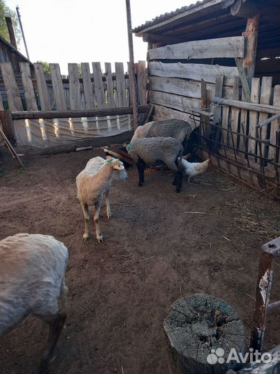 Романовские овцы, бараны