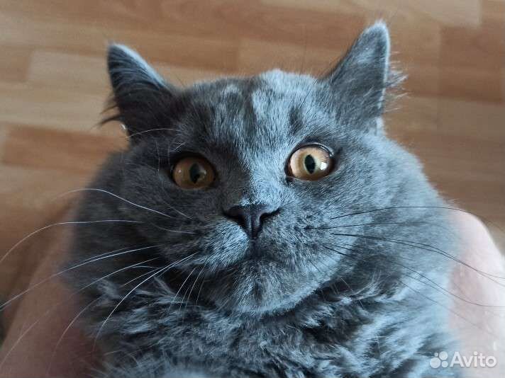 Хайлэнд скоттиш страйт
