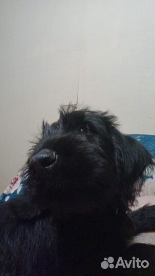 Ризеншнауцер