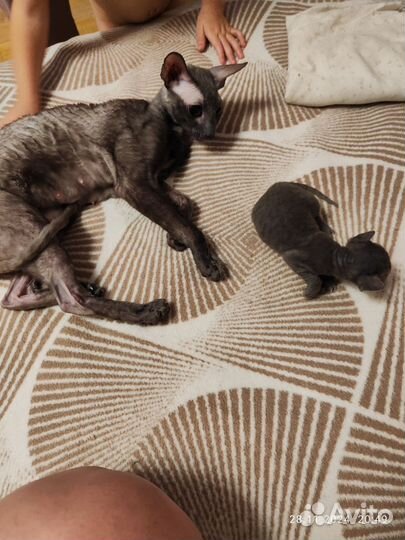 Мальчик корниш рекс