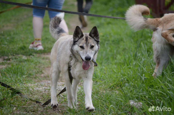 Собака в добрые руки из приюта