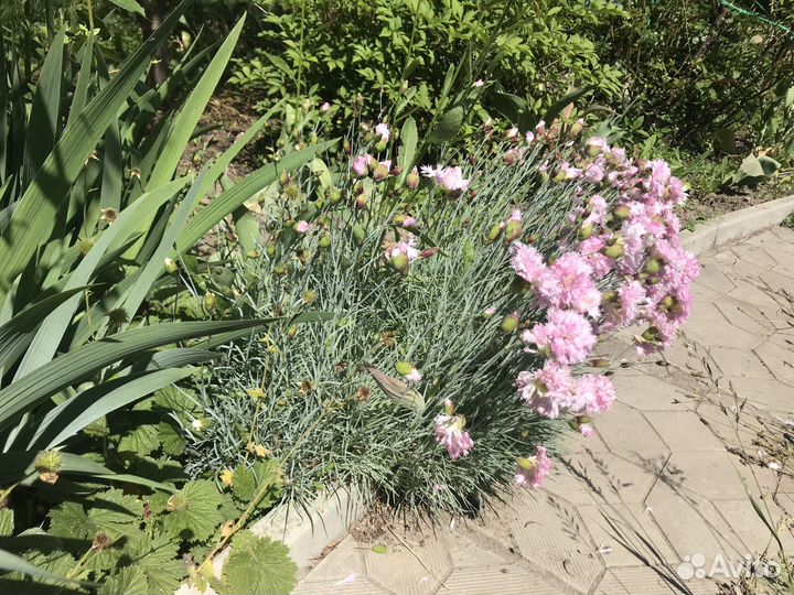 Почвопокровная махровая гвоздика