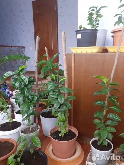 Мандариновое дерево