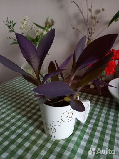 Домашнее растение Сеткреазия цветок