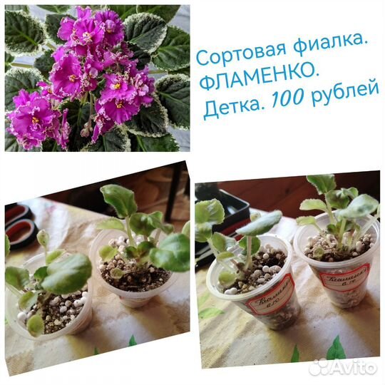 Сортовые фиалки