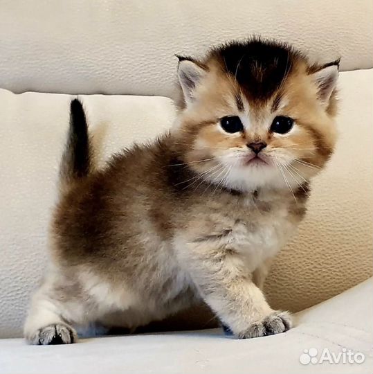 Золотой мальчик