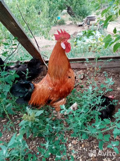 Петух, курицы и цыплята