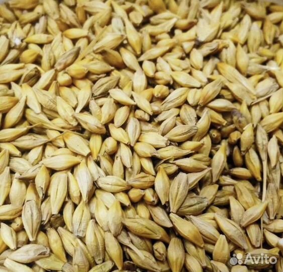 Зерно пшеница ячмень