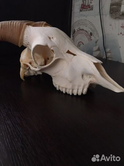 Череп козла