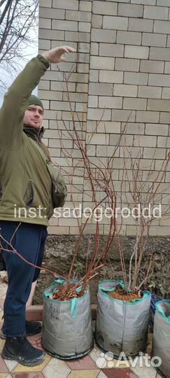 Голубика 5 лет в мешках 50литров