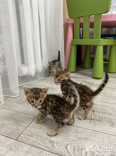 Бенгальские котята