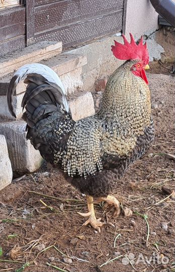 Продажа петух