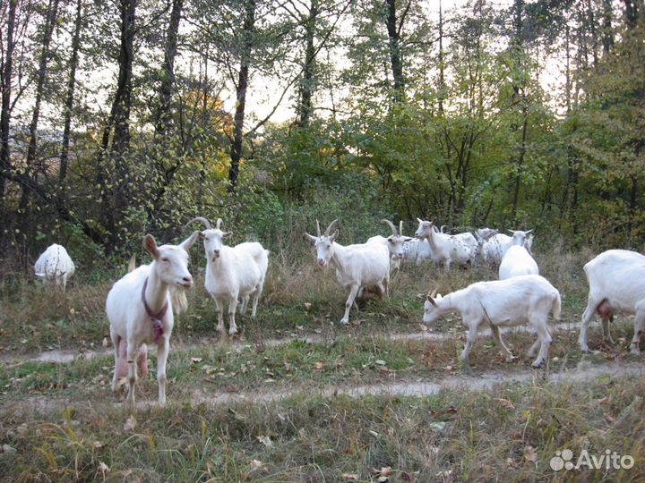 Козье молоко, творог из козьего молока