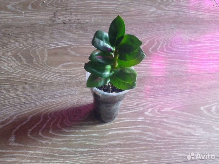 Замиокулькас зензи жук