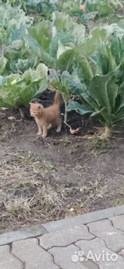 Котята в добрые руки, мальчики