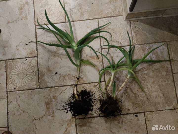 Алоэ столетник двухлетний