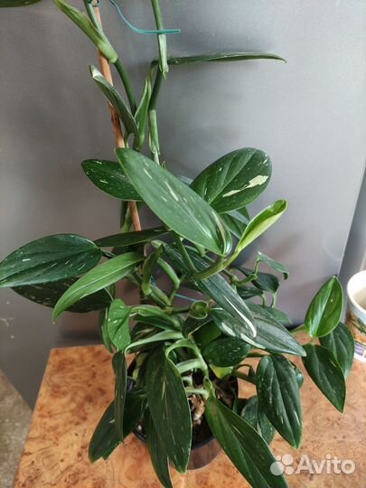 Филодендрон кобра белая