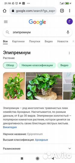 Цветы домашние Эпипремнум