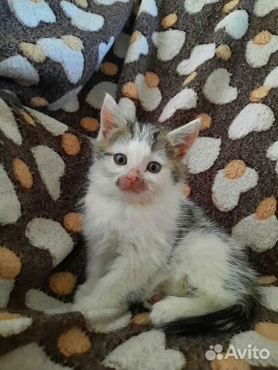 Котята