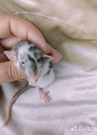 Крысята Дамбо редкого окраса и маркировки