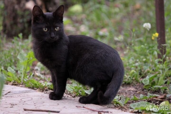 3 кота - 3 хвоста